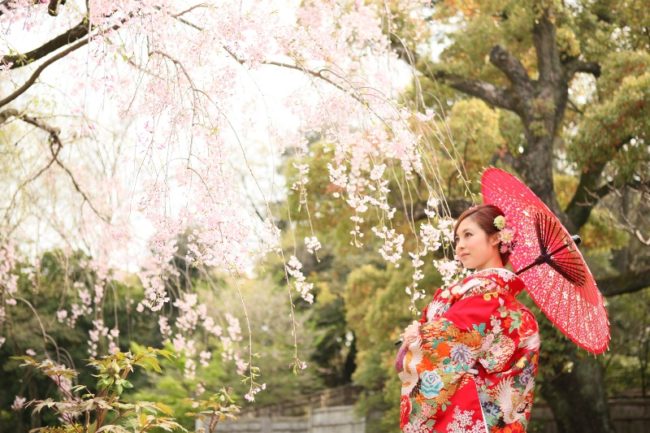 徳川園の桜と花嫁さん