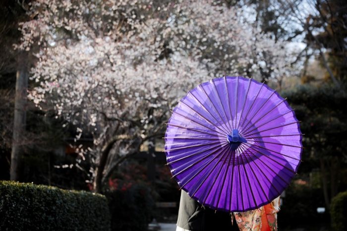 宗節庵の桜と紫の和傘に映った新郎新婦の影