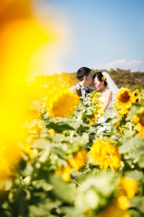 花ひろばのひまわり畑で撮影した結婚写真