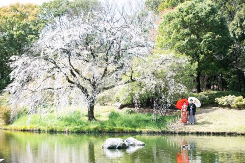 白鳥庭園の大きな桜の木と和傘を差した新郎新婦