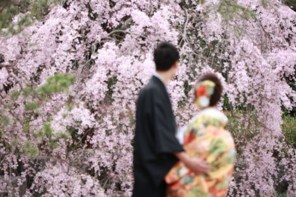 白鳥庭園の満開の桜と和装を着たカップルの後ろ姿